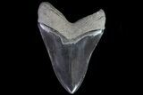 Serrated, Fossil Megalodon Tooth - Monster Meg Tooth #86063-2